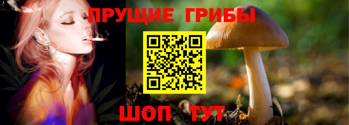 Псилоцибиновые грибы Psilocybe Минеральные Воды